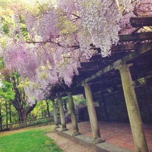 Curtis Arboretum 1st week in may wisteria blooming